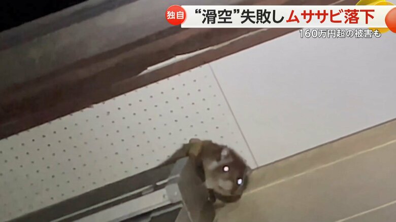 過去にはムササビによる被害が…