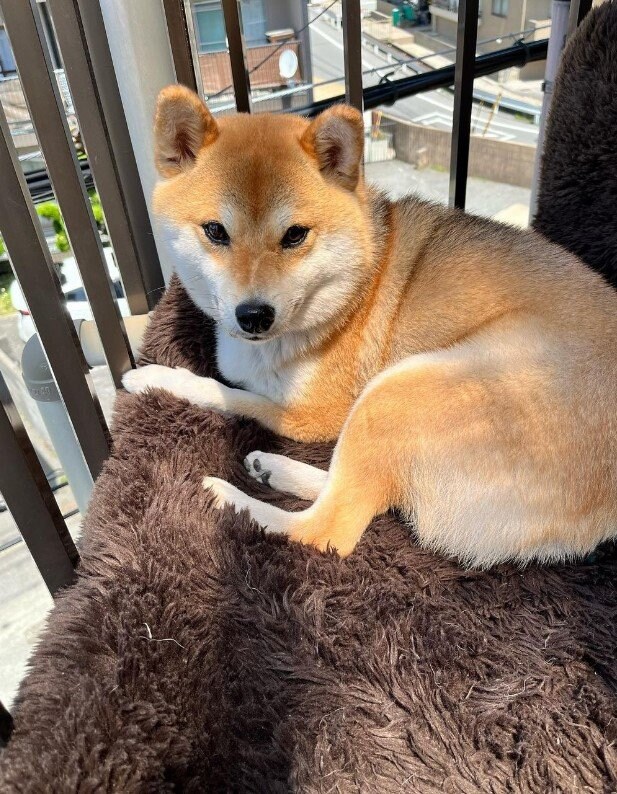 提供：柴犬ゆきちゃん