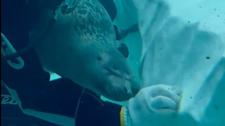 懐に潜り込んでうっとり（提供と撮影：ガッチリカさん）