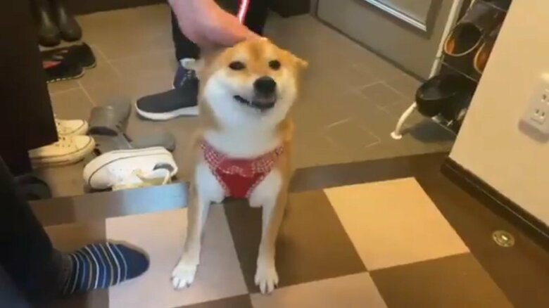 撫でられてご満悦