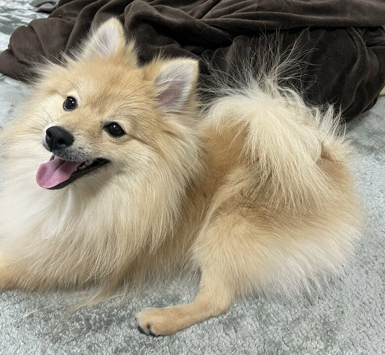 静電気でしっぽが…