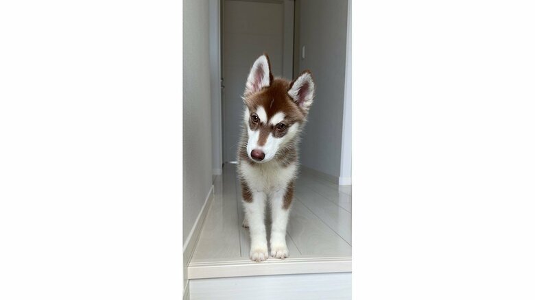 生後2カ月頃のマリアンちゃん（提供：ヴィヴィまりさん）