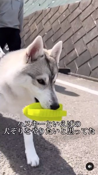 提供：ハスキーいちみちゃんと田舎暮らしさん