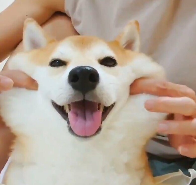 提供：柴犬チャーミーさん
