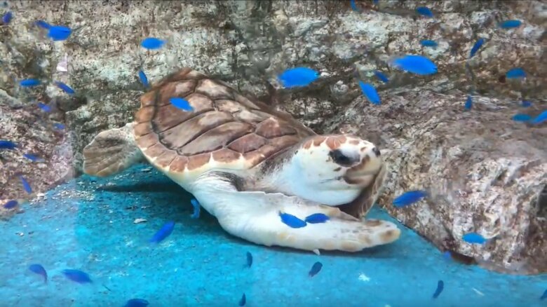 他の魚とだんごちゃん。穏やかで攻撃性はない