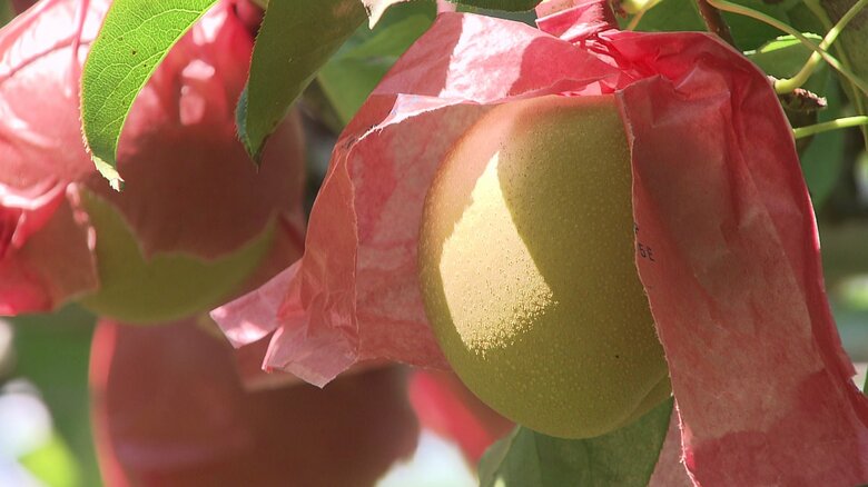 約4万個の梨がたわわに実っている