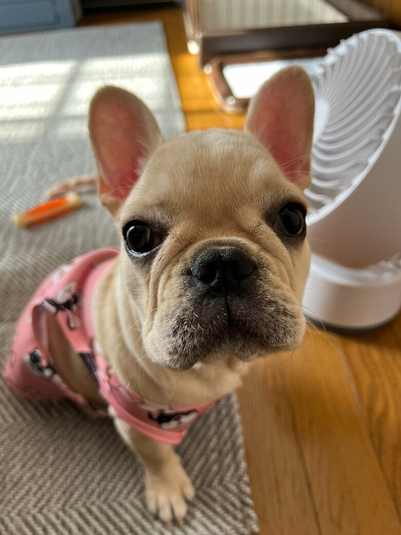 提供：みるくちゃん