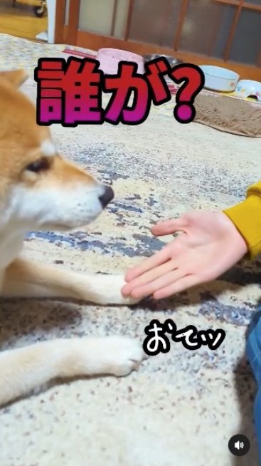 提供：柴犬スティーブch【コーギーと猫を添えて】さん