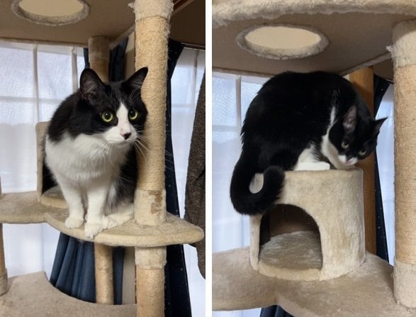 「パパさんからの定期連絡」で送られてきたヤンくんの写真。なんともいえない表情がかわいい