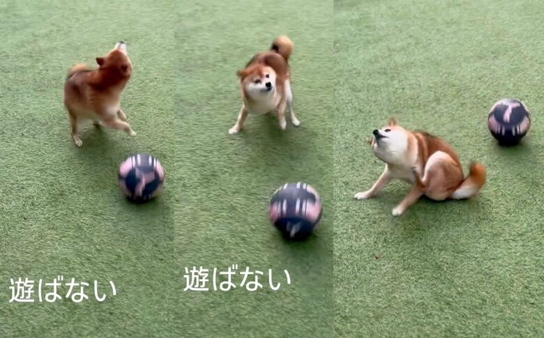 ボールで遊ぶと思ったが遊ばす華麗に避けた（提供：Nerushibaさん）