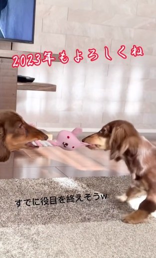 やっぱりおもちゃの取り合いになる2匹