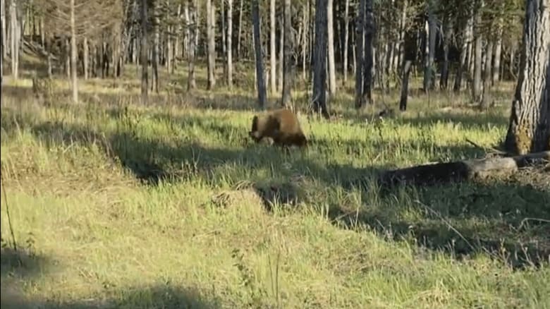 クマは離れた後、鼻を押さえた