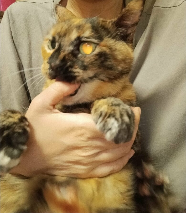 「ガブッ！」筆者のメス猫