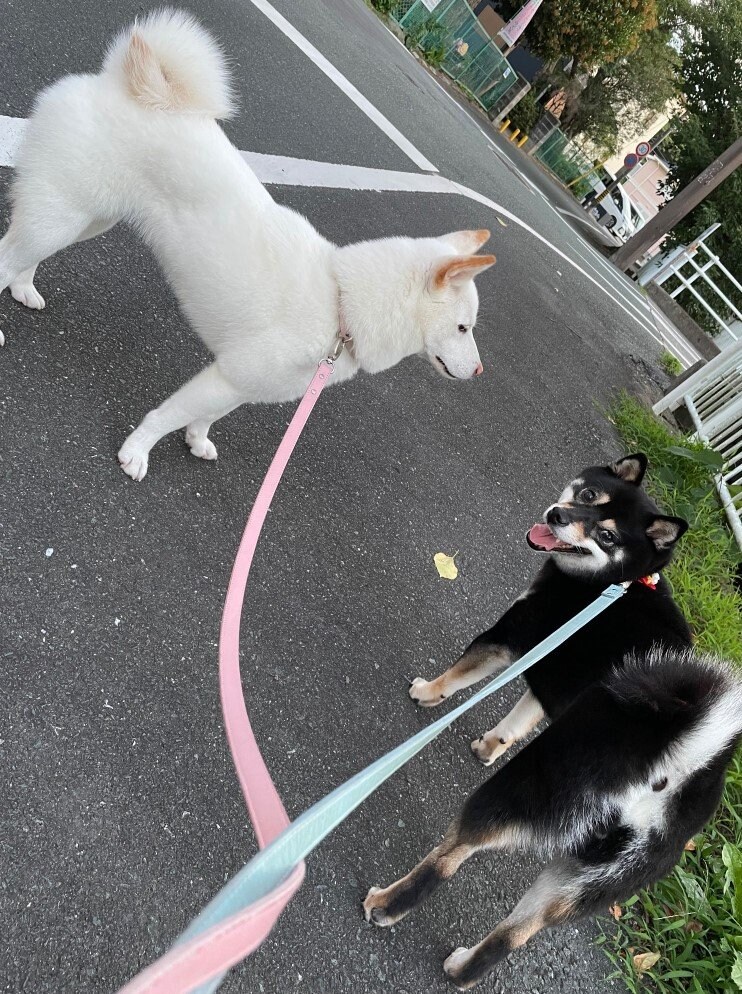 提供：柴犬のくぅとそらさん