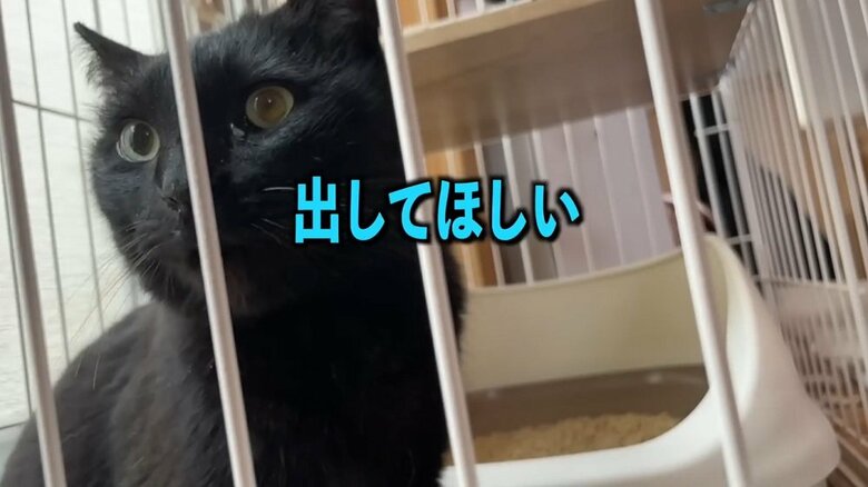 そして、「出して」としきりに鳴いて訴えてくる