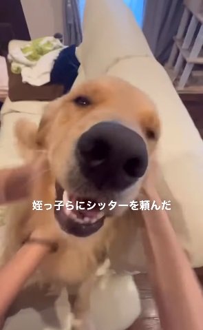 姪っ子さんたちに「わしゃわしゃ」されてとろけるスーシーちゃん