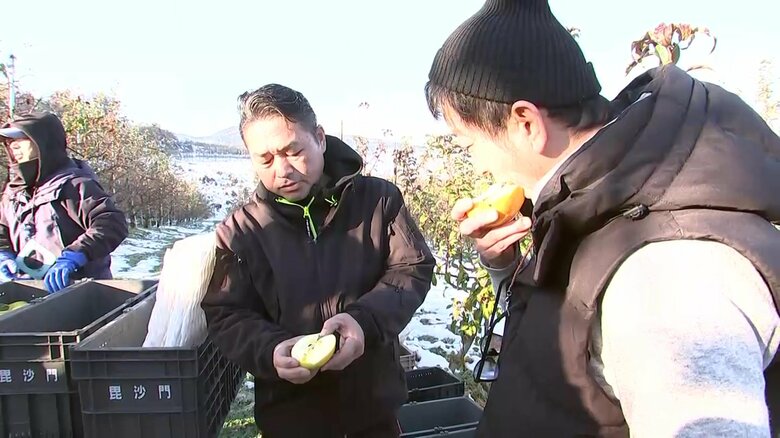 収穫されたリンゴを食べる高橋代表