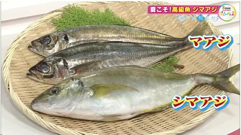 「シマアジ」と「マアジ」