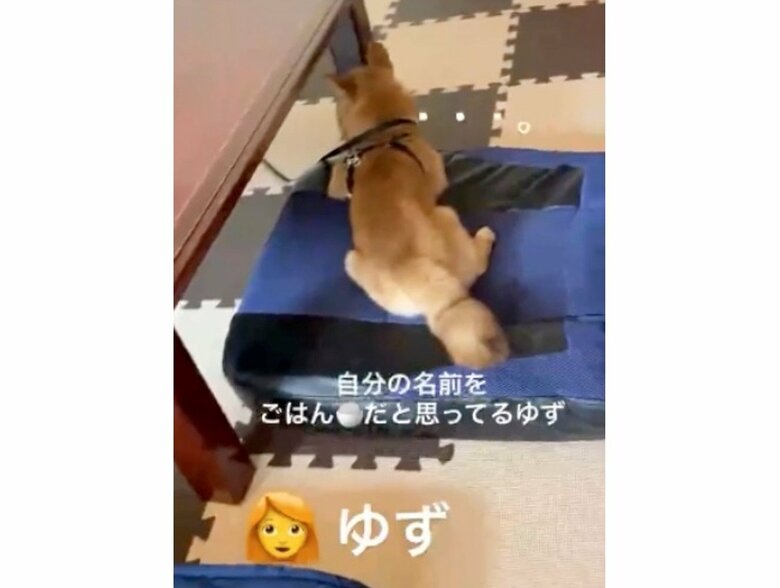 提供：ゆず＊豆柴＊さん