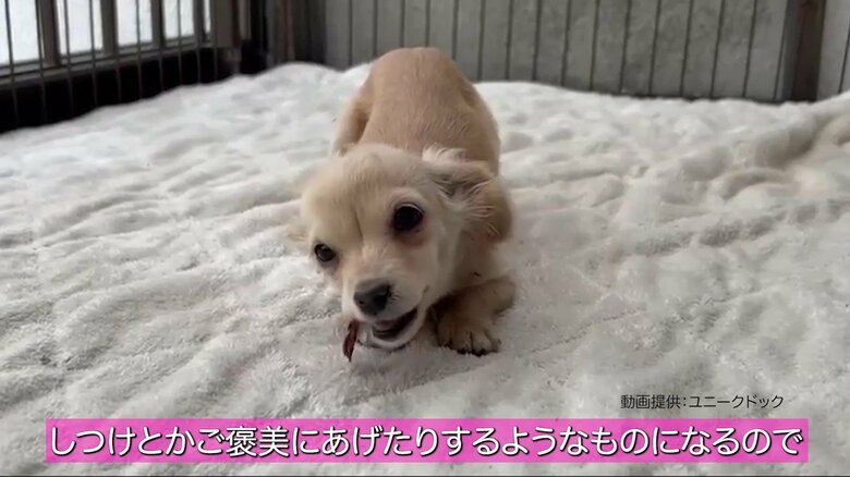 しつけのご褒美にあげたりすることも多い「間食」。栄養素には偏りがあるのでご注意