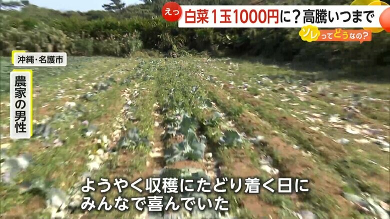 収穫直前のキャベツ400玉が盗まれた沖縄・名護市の農家