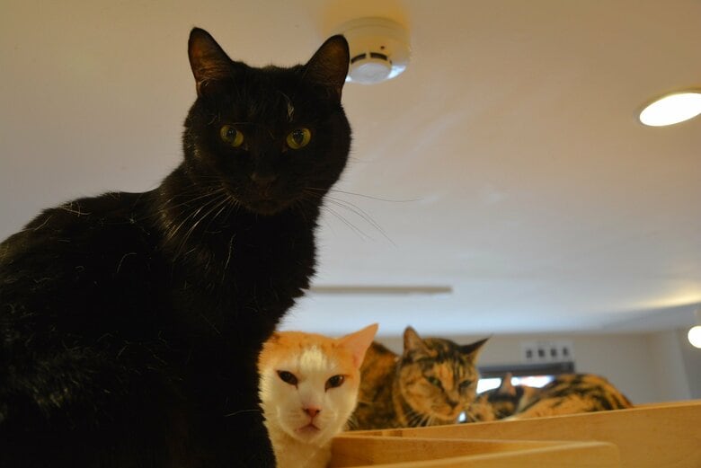 警戒心が強めの成猫たちはキャットタワーの上のほうに固まっていた