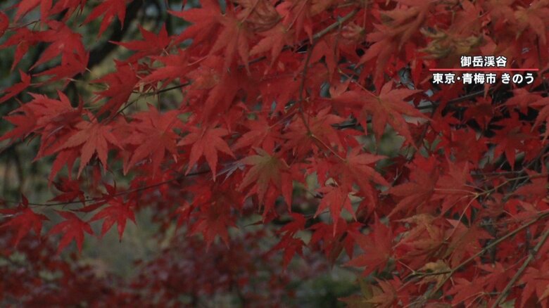 （11月10日撮影）