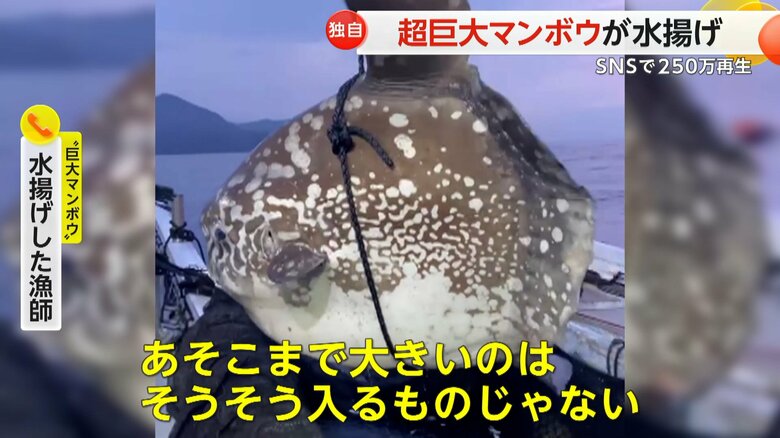 「あそこまで大きいのはそうそう入るものじゃない」と話す巨大マンボウを水揚げした漁師