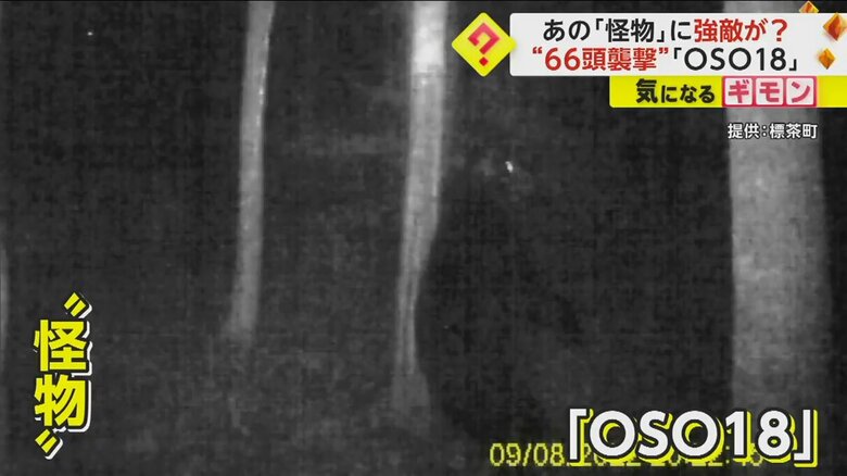 「OSO18」が暗闇の中で立ち上がっている