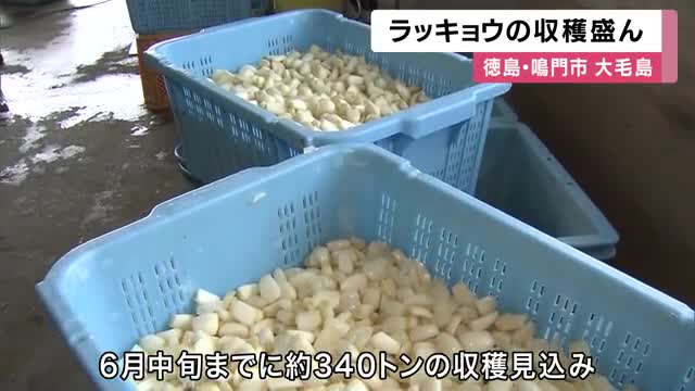 ラッキョウの収穫盛ん　ことしは収穫良好　特産「鳴門らっきょ」関西中心に出荷　徳島・鳴門の大毛島