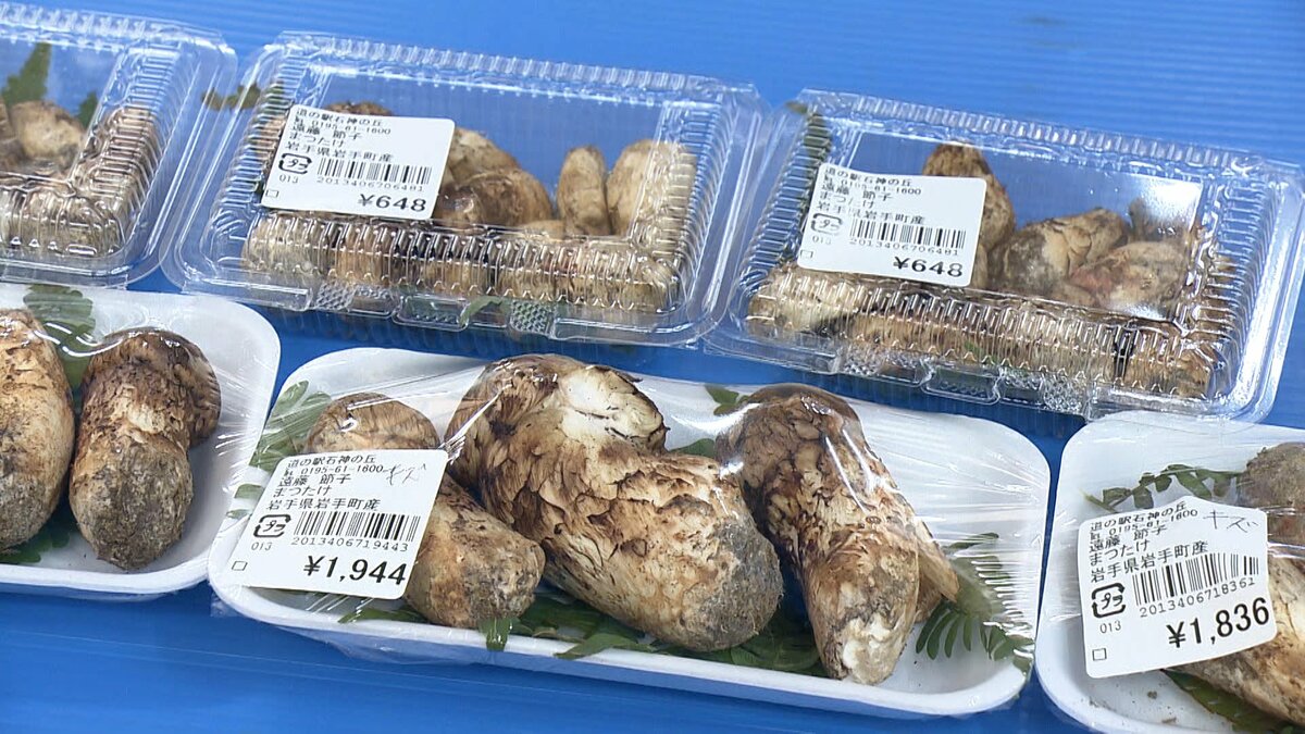 岩手県産マツタケ 502g 予約優先！松茸！500g！：岩手県産のマツタケ｜食べチョク｜産地