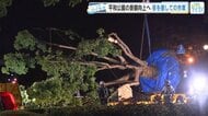 平和公園の景観向上へ　樹齢70年の大クスノキを移植　夜を徹しての作業に密着