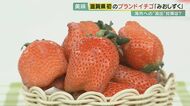 “イチゴ戦国時代”　滋賀県オリジナルの新種「みおしずく」本格開発へ  課題は「苗の海外流出」【滋賀発】