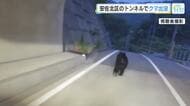 トンネルを爆走・フェンスを越えたクマの衝撃映像　広島・安佐北区で４月以降に約20件の目撃情報