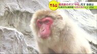 ヒトなら100歳以上 サル山の“やさしい”「長老の死」に “次期候補” 元気失う  注目される  新たなる「ボス」【北海道発】 