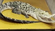 【速報】ワニの仲間では“最大級”「イリエワニ」などを無許可で飼育した疑いで自営業の男を逮捕　“特定外来生物”カミツキガメも…計25匹飼育か　「違法であると理解したうえで飼っていました」容疑認める