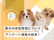 【飼い主400人に調査】愛犬の体型管理に関する驚きのアンケート結果!