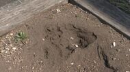 花壇に“クマのような”足跡が…横幅約13センチで複数見つかる～札幌市の調査で「クマではない」と判断→警察が念のため注意を呼び掛け〈北海道札幌市〉