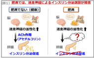 【徳島大学】自律神経による“インスリン分泌のブレーキ”を発見―肥満で強まる新たな抑制メカニズムを解明―