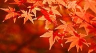 紅葉を楽しみたい人は5割　遠出しなくても近所の公園や並木道で秋を満喫