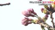 金沢地方気象台が平年より5日早く桜の開花を発表　午後の気温上昇で5輪以上を確認