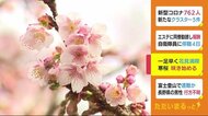 「期待してなかったのでうれしい」 寒桜咲き始める 静岡・下田市