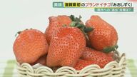 “イチゴ戦国時代”　滋賀県オリジナルの新種「みおしずく」本格開発へ  課題は「苗の海外流出」【滋賀発】