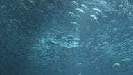 水族館で1万匹のイワシを補充…合わせて2万匹の大群で華やかに彩る大人気のショー【福岡発】