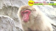 ヒトなら100歳以上 サル山の“やさしい”「長老の死」に “次期候補” 元気失う  注目される  新たなる「ボス」【北海道発】 