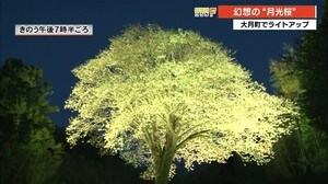 樹齢150年の一本桜 闇夜に浮かぶ“月光桜” 【高知・大月町】