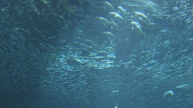 水族館で1万匹のイワシを補充…合わせて2万匹の大群で華やかに彩る大人気のショー【福岡発】