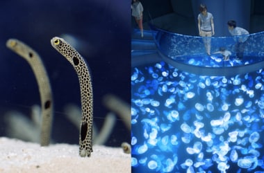 休館中に“人間を忘れ始めていた”チンアナゴはどうなった?再開した「すみだ水族館」に様子を聞いた