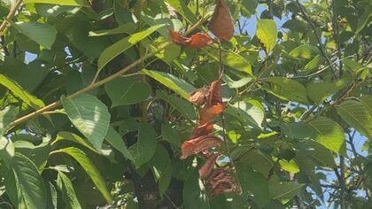 「桜も熱中症」連日の猛暑で葉が枯れる異常事態、来春の花見シーズンに影響の懸念