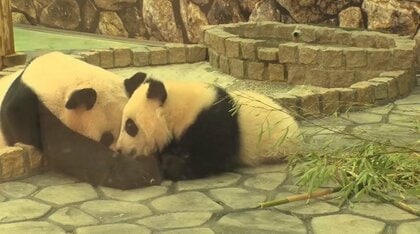 パンダが食べ残した竹で仕事場を建設 “廃棄物ゼロパーク”を目指すアドベンチャーワールドの挑戦